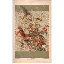 1894 Fagiano Dorato Cromolitografia Antica Johannes Beckmann Stampa Decorativa Art Nouveau