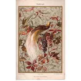1894 Cromolitografía Ave del Paraíso Joh Beckmann Dekorative Vorbilder Vol VI Julius Hoffmann Stuttgart Grabado Antiguo Art Nou…