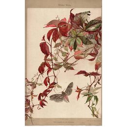 Antieke Botanische Prent Wilder Wein 1890 Johann Heckmann Chromolithografie Wilde Wijn en Nachtvlinder Julius Hoffmann Stuttgart