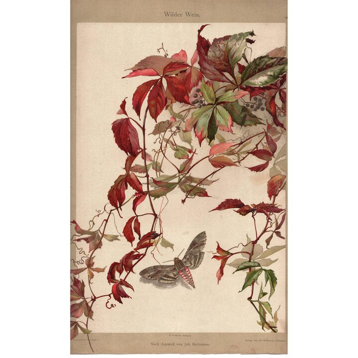 Gravura Botânica Antiga Wilder Wein 1890 Johann Heckmann Cromolitografia Vinha Virgem e Mariposa Julius Hoffmann Stuttgart