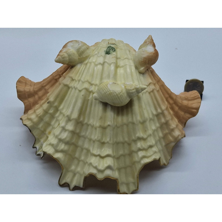 Prato Royal Worcester Blush Ivory 1915 - Porcelana Inglesa