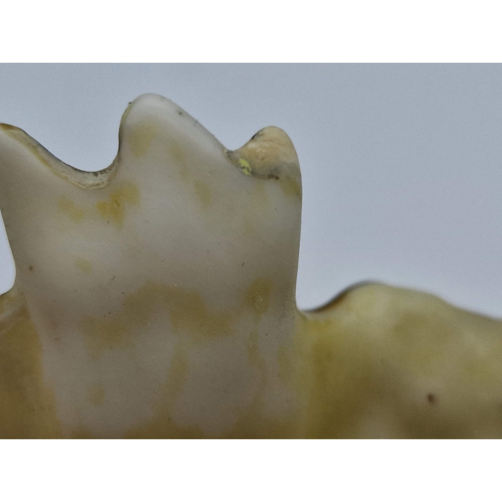 Plat Coquille Royal Worcester Blush Ivory 1915 - Porcelaine