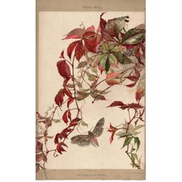 Gravura Botânica Antiga Wilder Wein 1890 Johann Heckmann Cromolitografia Vinha Virgem e Mariposa Julius Hoffmann Stuttgart